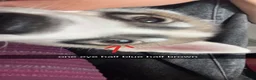 Huskita dogs for sale: Siberian Husky/Huskita Puppy - Advert 4