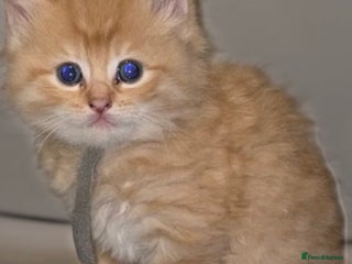 Maine Coon cats We have 5 beautiful friendly Maine coon kittens! - Advert 4