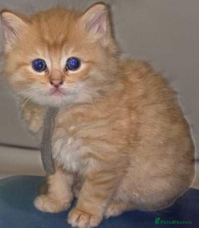 Maine Coon cats We have 5 beautiful friendly Maine coon kittens! - Advert 12