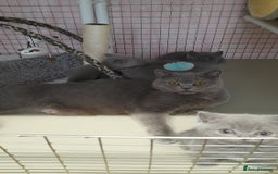 British Shorthair cats for sale: Pedigree British Shorthair - Image 3