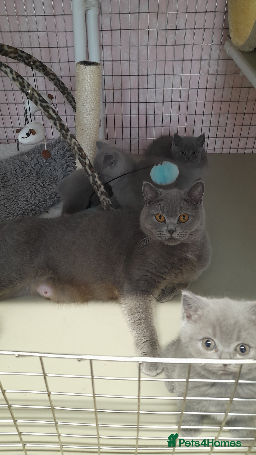 British Shorthair cats for sale: Pedigree British Shorthair - Image 3