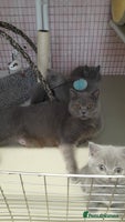 British Shorthair cats Pedigree British Shorthair - Advert 1