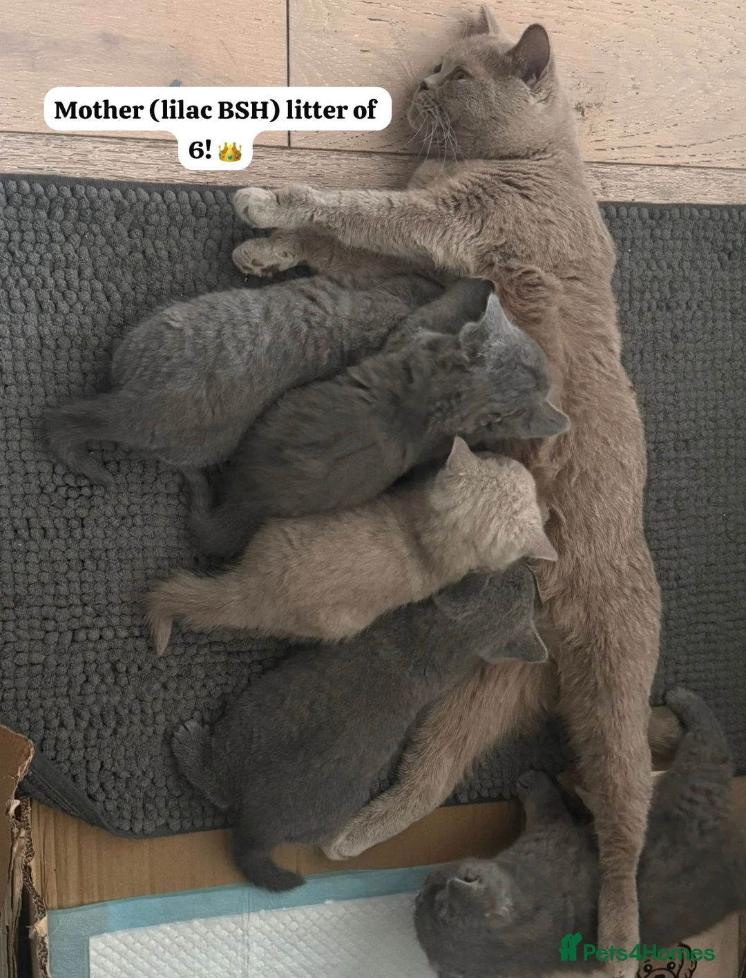 British Shorthair cats for sale: GORGEOUS BRITISH SHORTHAIRS! - Advert 22