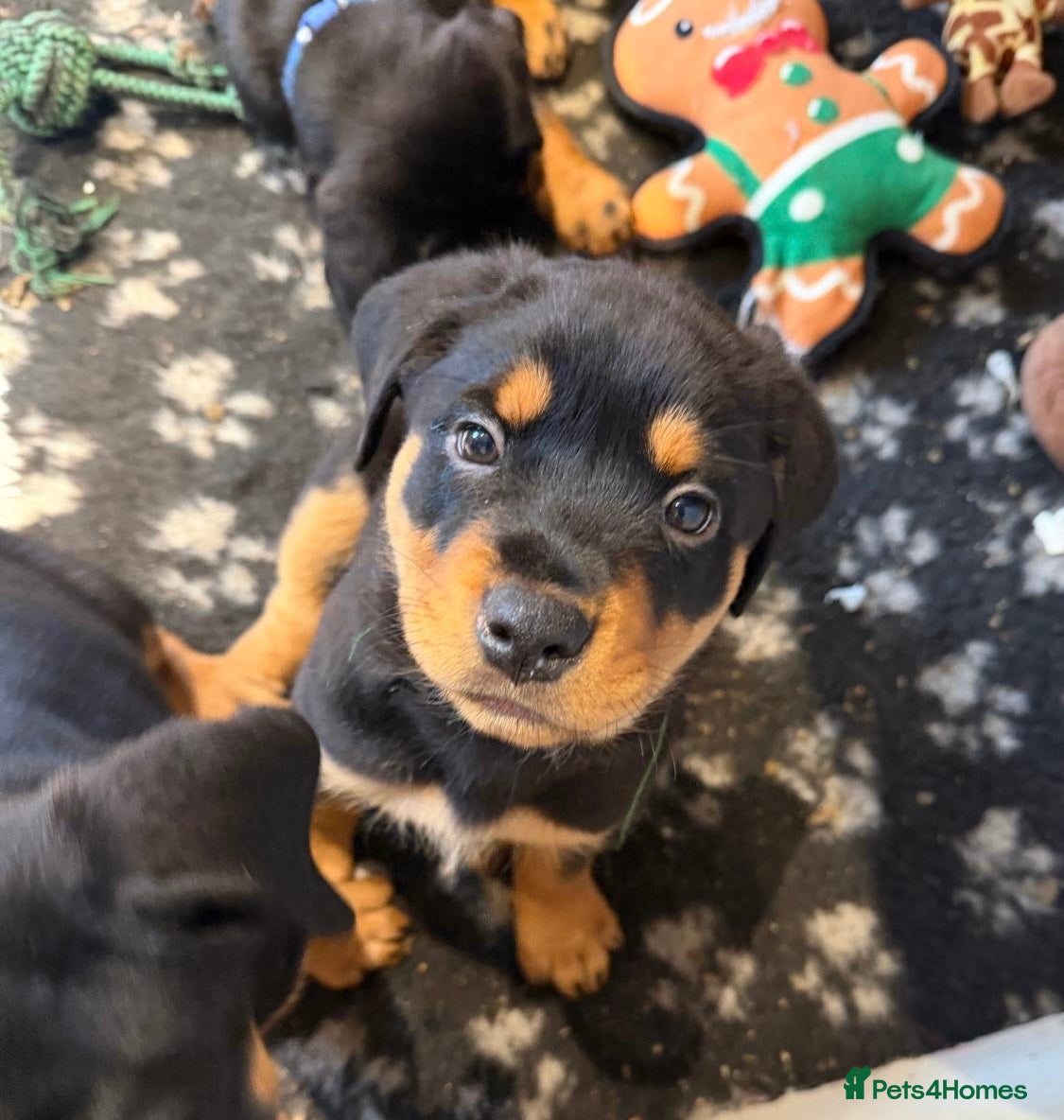 Rottweiler dogs Ready now Chunky Rottweiler Puppies - Advert 5
