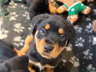 Rottweiler dogs Ready now Chunky Rottweiler Puppies - Advert 5