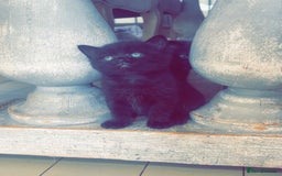 Mixed Breed cats for sale: Half British Blue Kittens  - Image 1