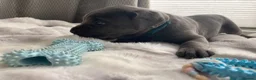 Cane Corso dogs for sale: Outstanding Cane Corsos | Champion Lines in Sheffield - Advert 8