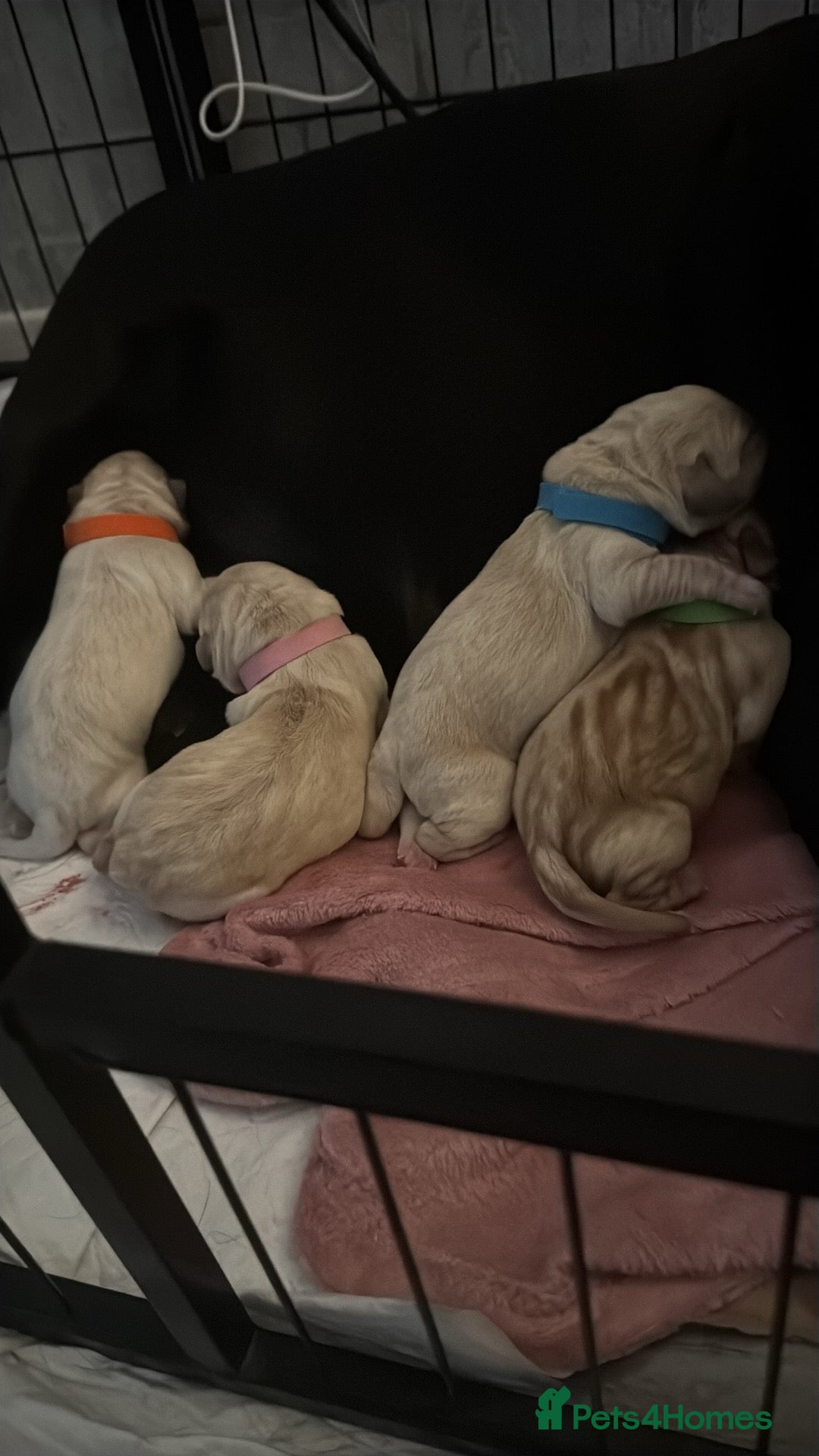 Labrador Retriever dogs for sale: 9 stunning Labrador puppies  - Image 16
