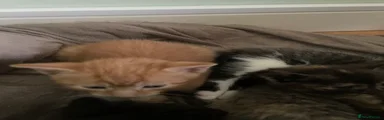 British Shorthair Kitten 1
