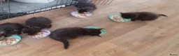 Maine Coon cats for sale: Pure bred Maine Coon kittens both parents in situ  in Crawley - Advert 4