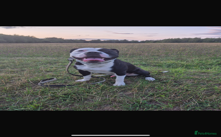 Mixed Breed dogs - Advert 1