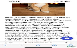 Mixed Breed dogs for sale: Cockapoo/Labradoodle Pups DUE Sept2025 - Image 6