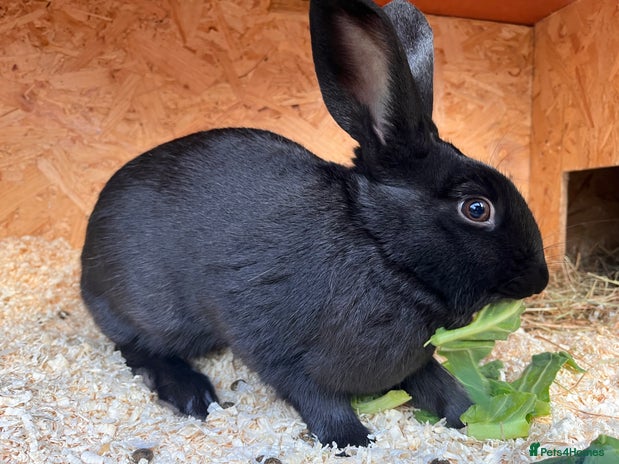 Mixed Breed rabbits English X New Zealand White male - Advert 6