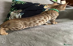 Bengal cats for sale: Gorgeous Pure Bengal Kittens Ready To Go! ❤️ - Image 17