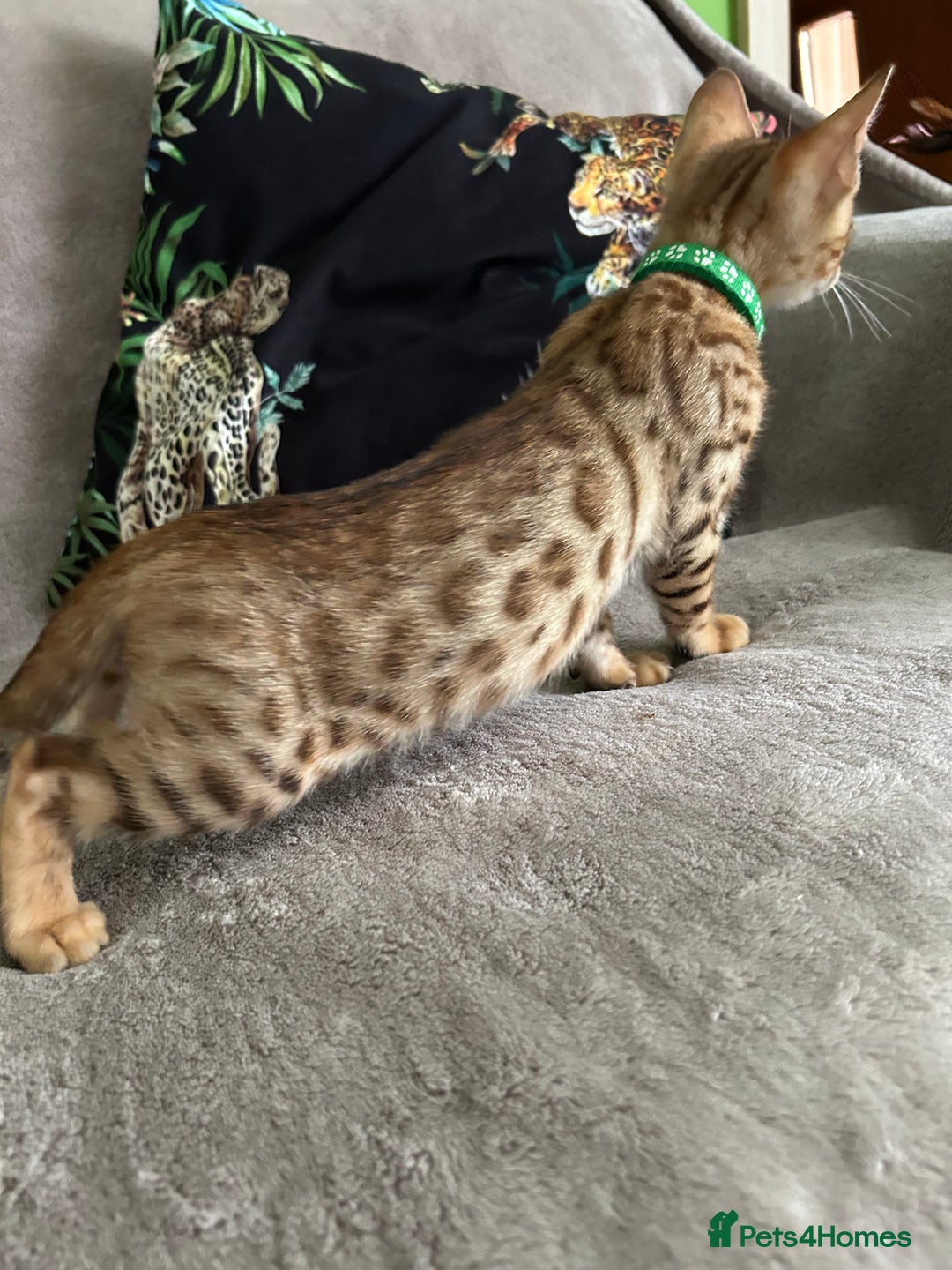 Bengal cats for sale: Gorgeous Pure Bengal Kittens Ready To Go! ❤️ - Image 17