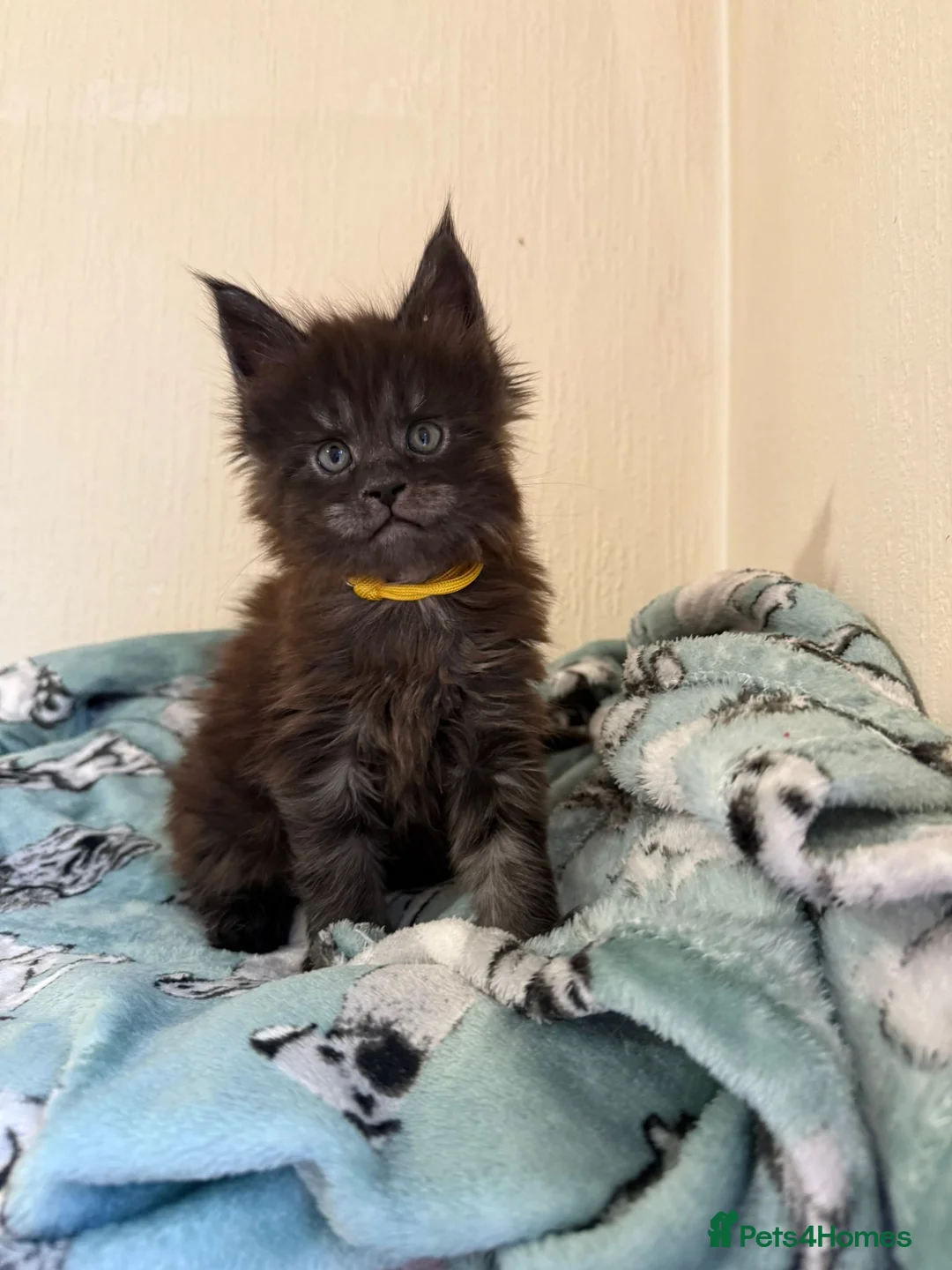 Maine Coon cats for sale: Pedigree Tica Russian Import line Maine Coons - Advert 2