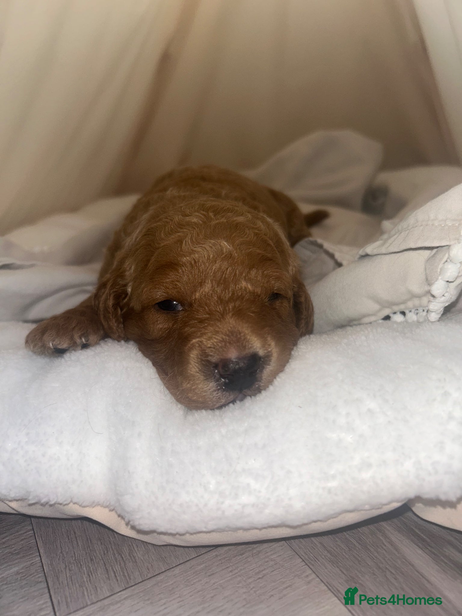 Labradoodle dogs 1 Boy Available Stunning Mini Labradoodles F1b - Advert 12