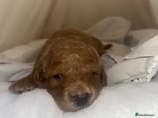 Labradoodle dogs 1 Boy Available Stunning Mini Labradoodles F1b - Advert 7