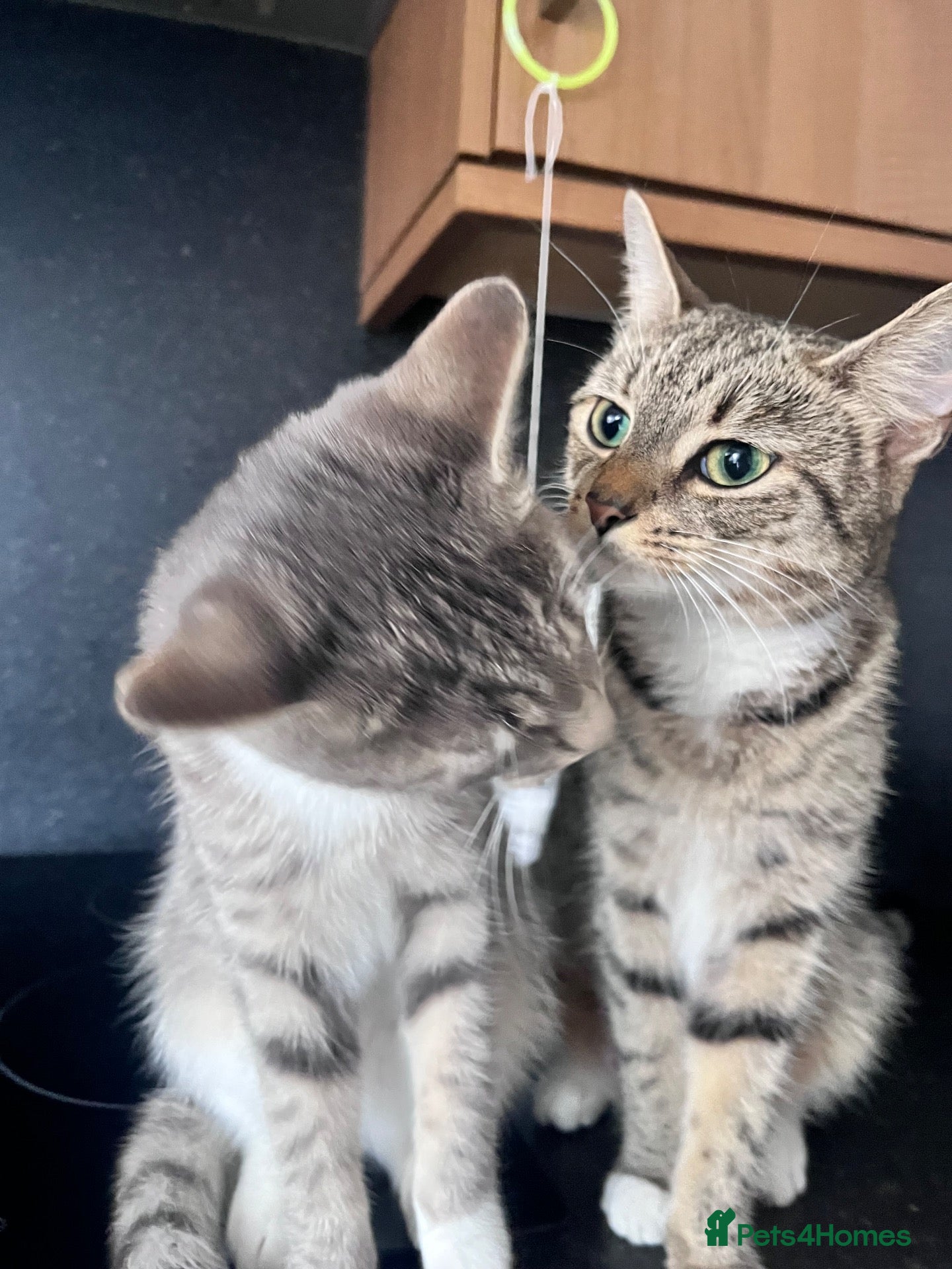 Mixed Breed cats Joker and Batman - Advert 1