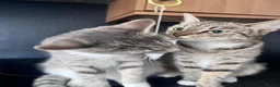 Mixed Breed cats for sale: Joker and Batman - Advert 1