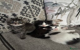 Mixed Breed cats for sale: Mixed /Ragdoll - Image 4