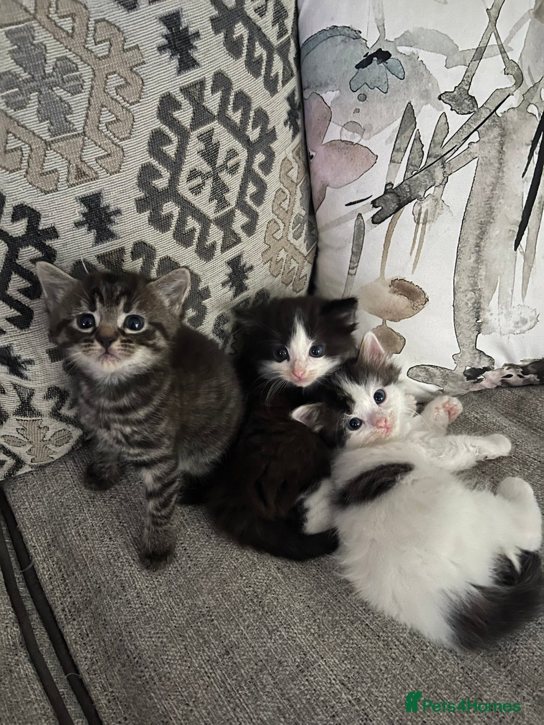 Mixed Breed cats for sale: Mixed /Ragdoll - Image 4