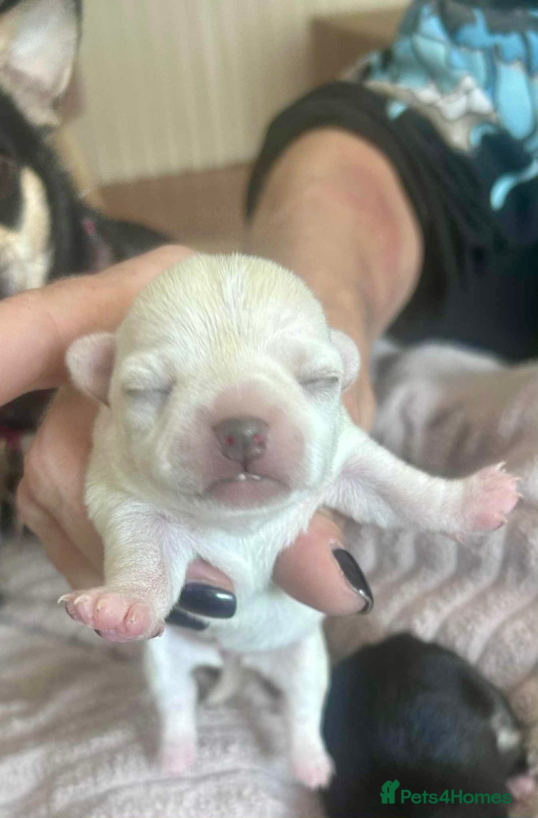 Chihuahua dogs for sale: KC Chihuahuas 🇬🇧 bloodlines 🌟🌟🌟🌟🌟 - Image 3