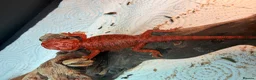 Bearded Dragon reptiles for sale: Red Monster baby bearded dragons ready to go! - Advert 3