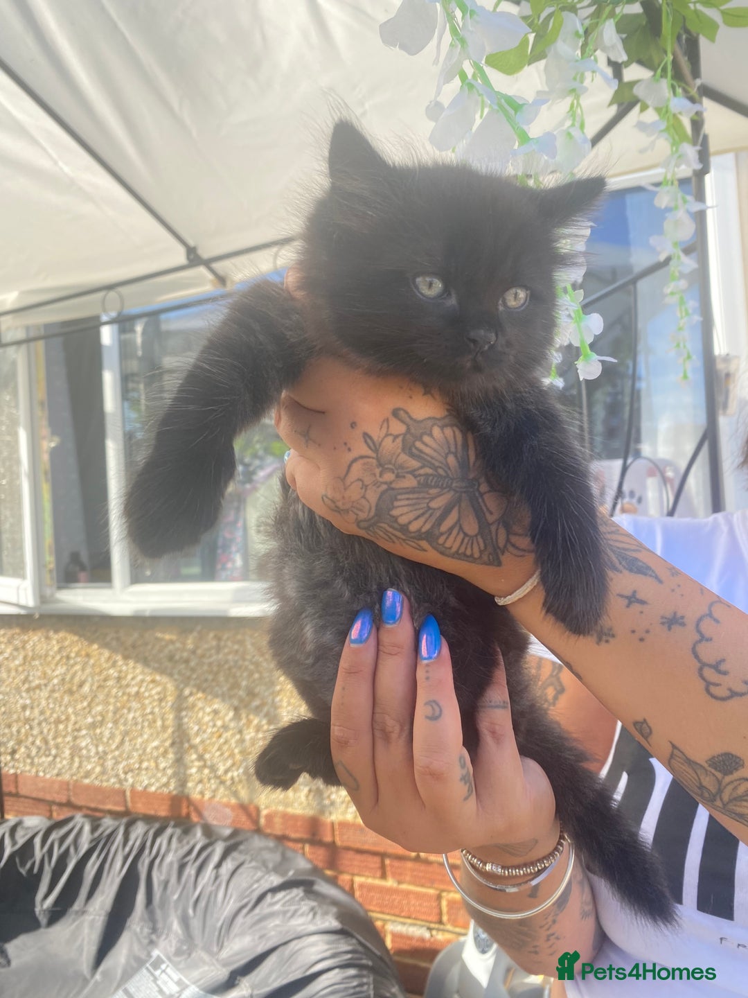 Mixed Breed cats for sale: Mainecoon and british shorthair mix  - Image 9