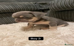 French Bulldog dogs for sale: 8 weeks-Stunning Pink & lilac French bulldog pups  - Image 3