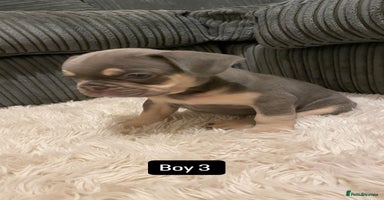 French Bulldog dogs - Advert 3