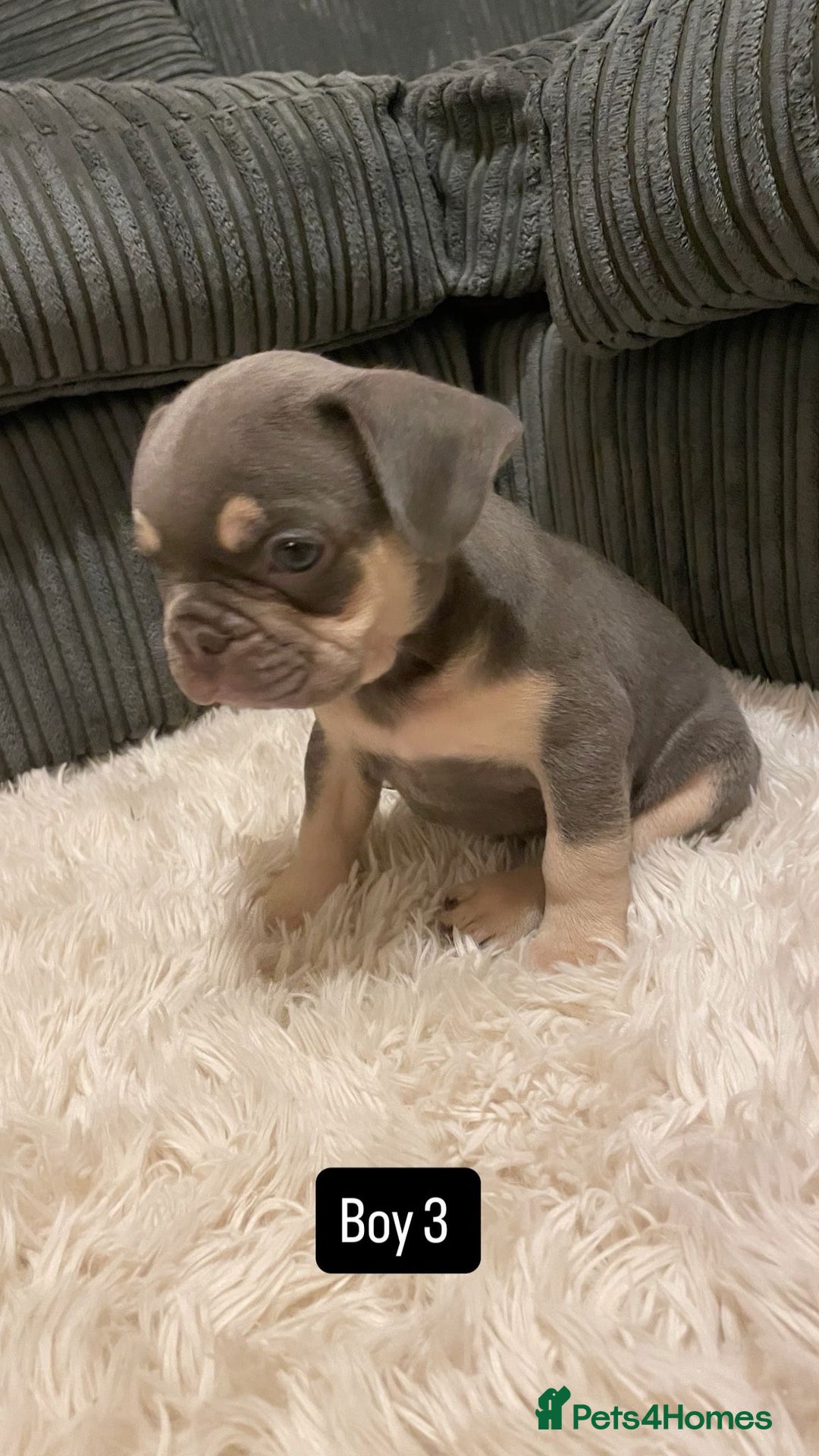 French Bulldog dogs for sale: 8 weeks-Stunning Pink & lilac French bulldog pups  - Image 3