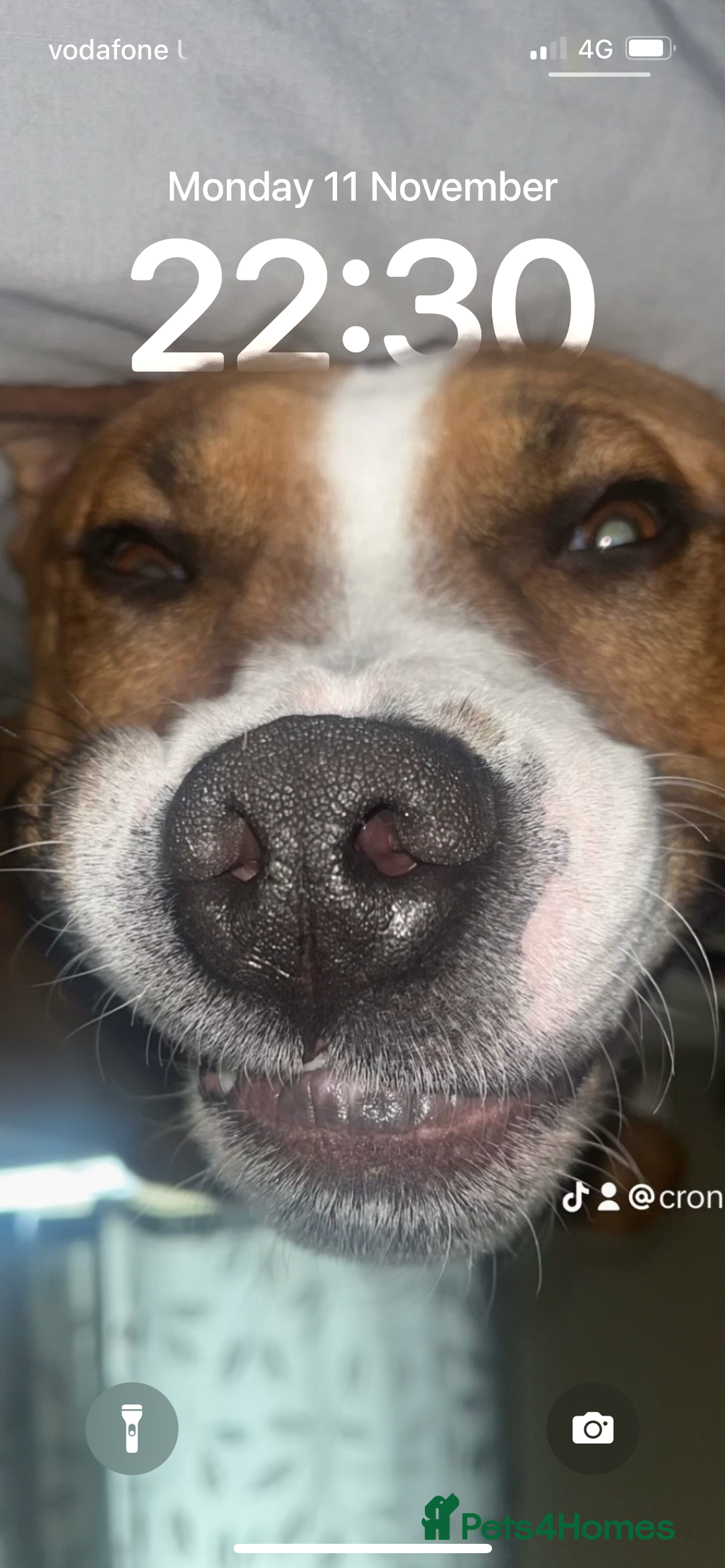 Mixed Breed dogs for sale: Hunter (Staffy X)  - Image 5