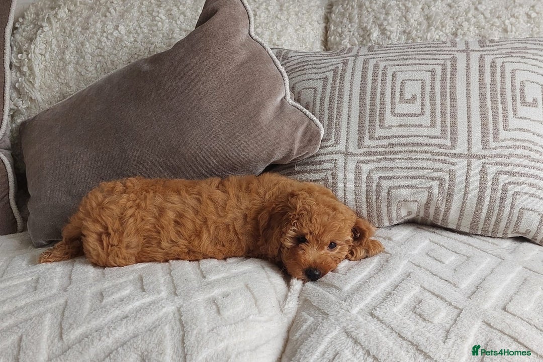 Cavachon dogs for sale: Cavapoochon Boy 16 wks old - Image 12