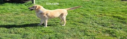 Labrador Retriever dogs for sale: Labrador Retriever - Skratt - Advert 2