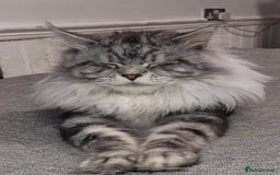 Maine Coon cats for sale: Maine Coon x Ragdoll Mix Kittens  Ready 27 Aug! 🐾 - Image 21