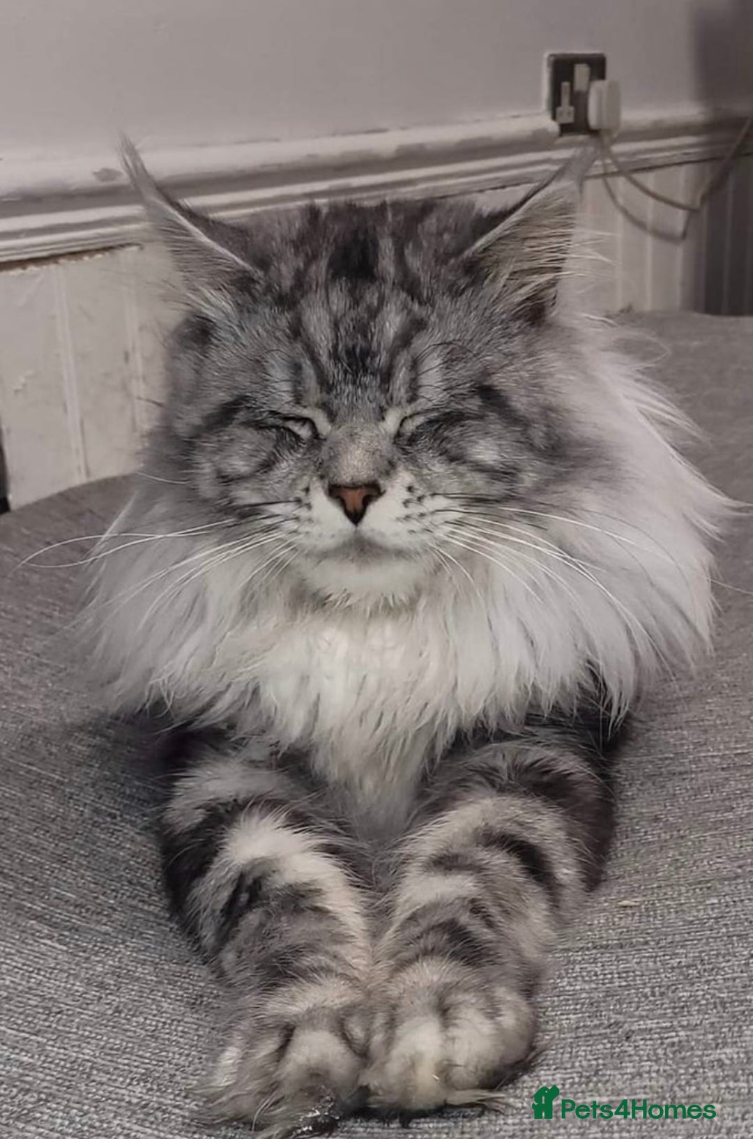 Maine Coon cats for sale: Maine Coon x Ragdoll Mix Kittens  Ready 27 Aug! 🐾 - Image 21