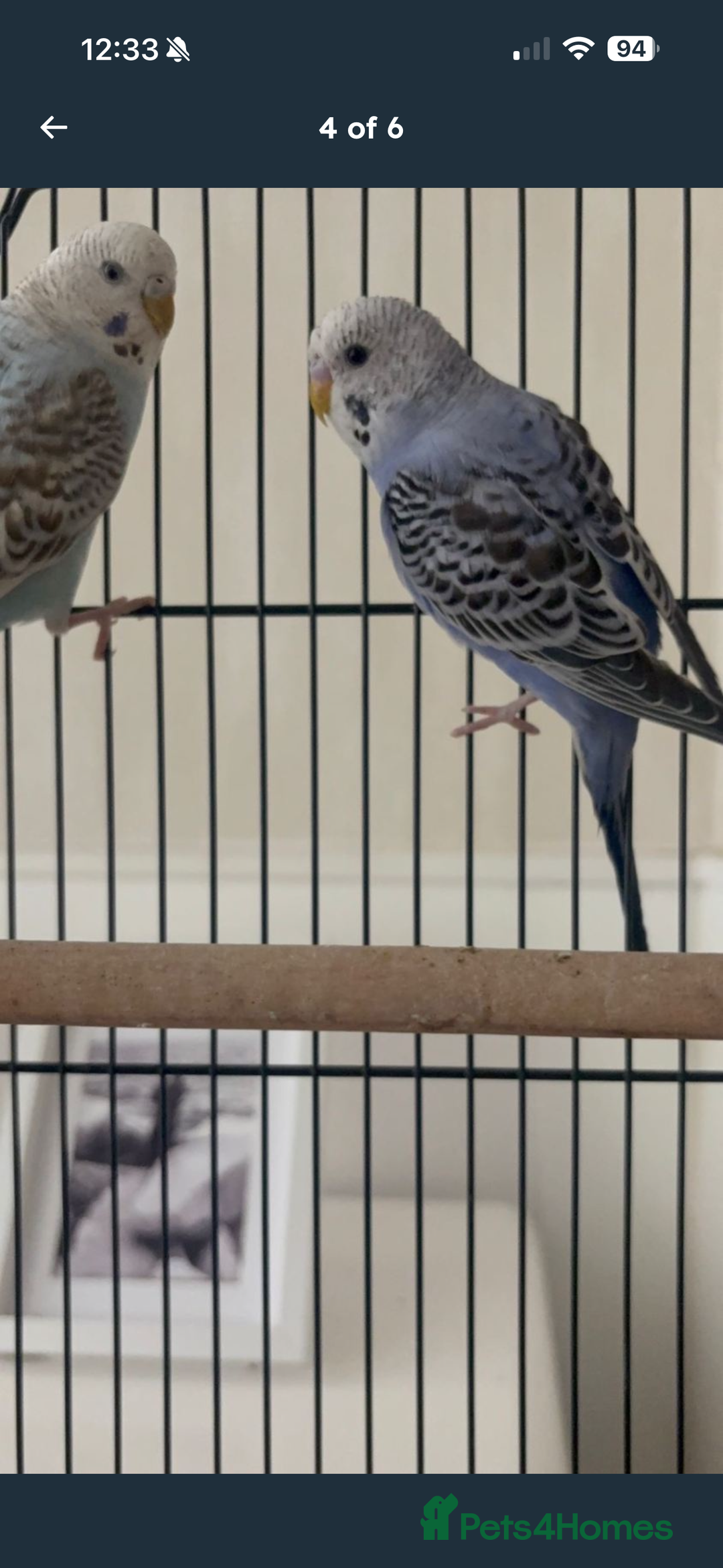 Budgerigars birds for sale: 2 budgies with cage and stand  - Advert 3