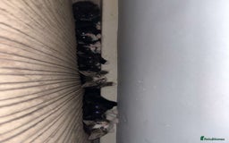 Mixed Breed cats for sale: Cute kittens looking for loving home - Image 1
