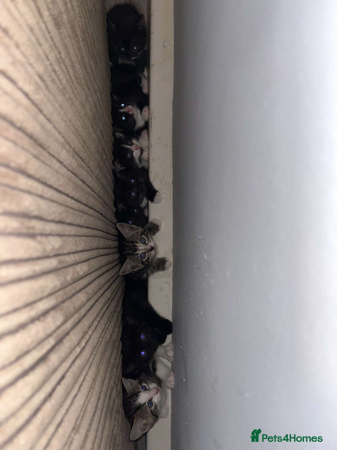Mixed Breed cats for sale: Cute kittens looking for loving home - Image 1