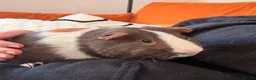 Guinea Pig rodents for sale: Two Male Guinea Pigs FREE - Advert 3