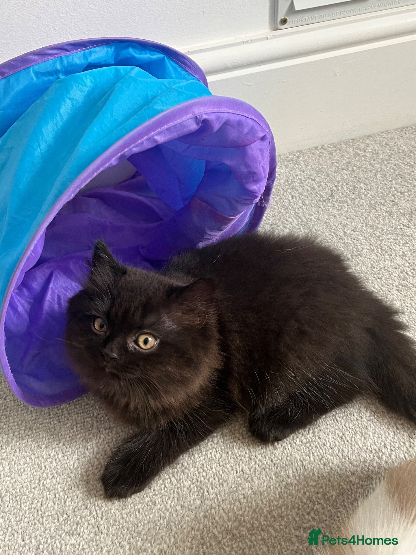 Mixed Breed cats Black/chocolate Persian x british longhaired boy - Advert 14
