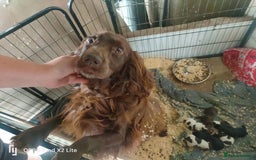 Cocker Spaniel dogs for sale: Working Cocker Spaniel Puppies For Sale - Image 19