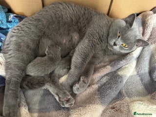 British Shorthair cats for sale - Advert 1