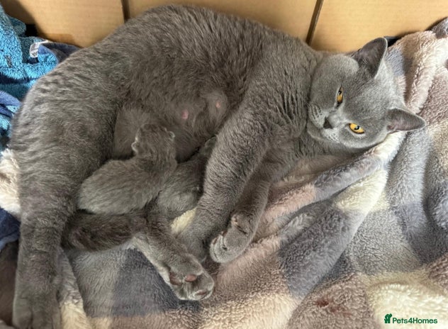 British Shorthair cats - Advert 4