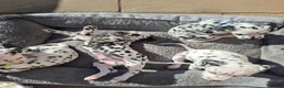 Dalmatian dogs for sale: Dalmatian pups BAER+/+*Ready 24th April** - Advert 24