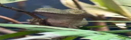 Gecko reptiles for sale: Uroplatus Ebenaui - Advert 1