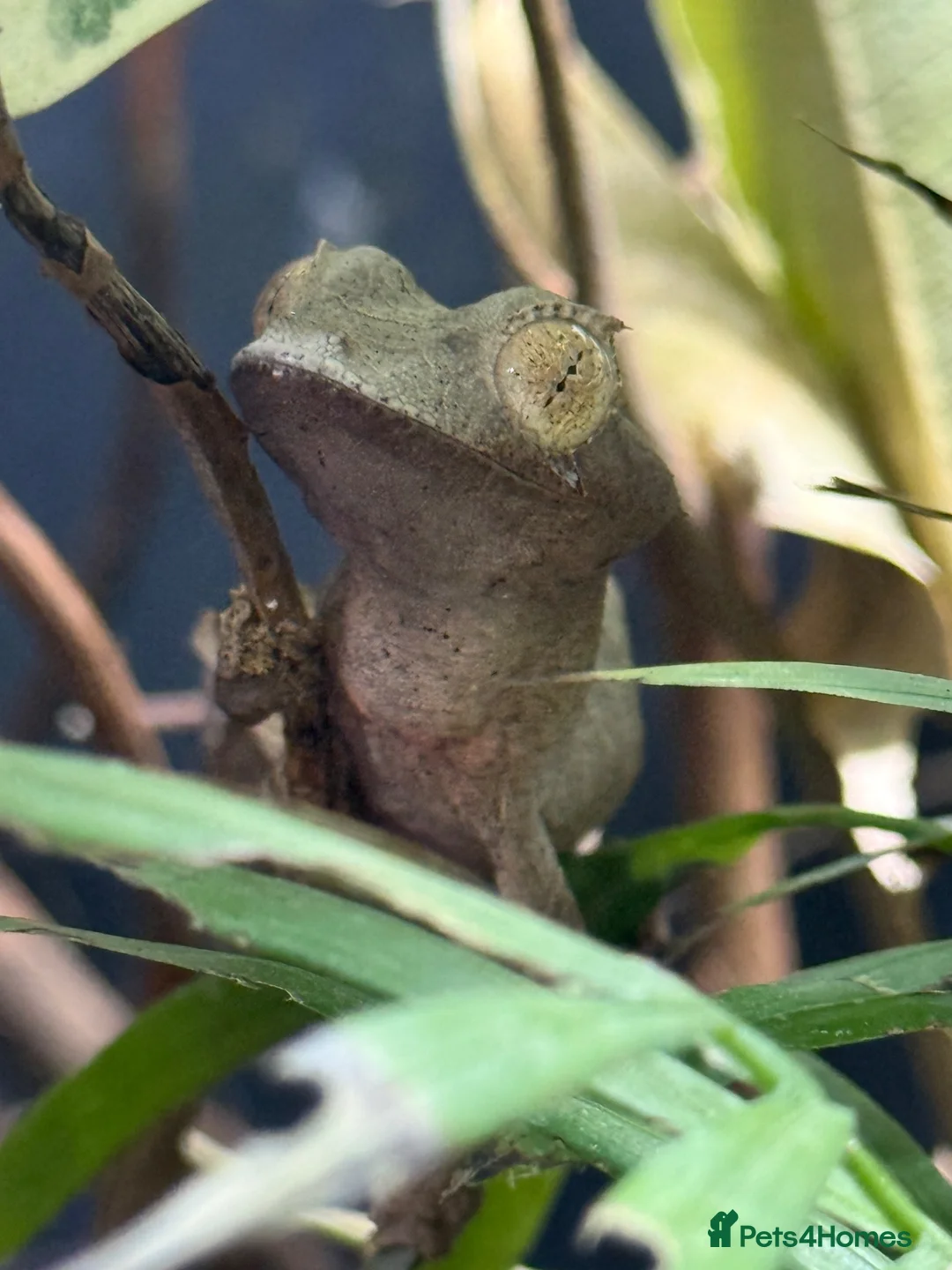 Gecko reptiles for sale: Uroplatus Ebenaui - Advert 1