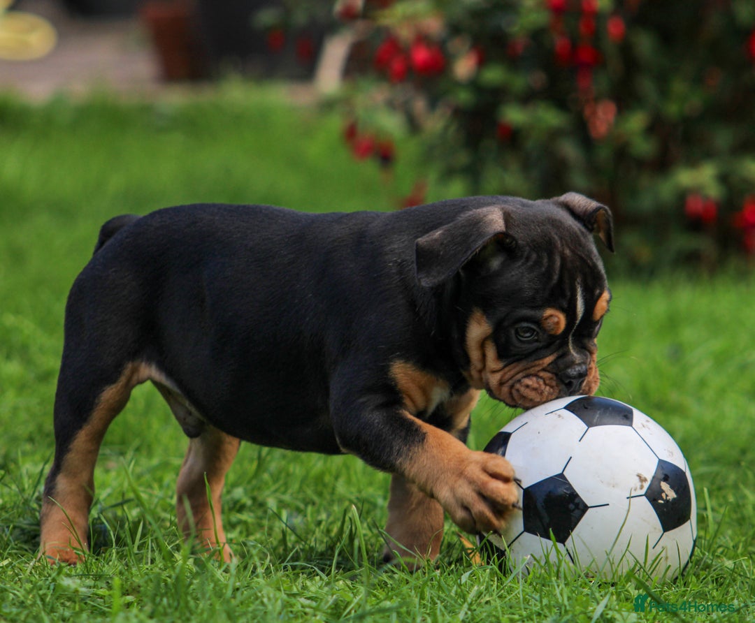 Olde English Bulldogge dogs for sale: Olde English Bulldog puppies (Reduced) - Image 15