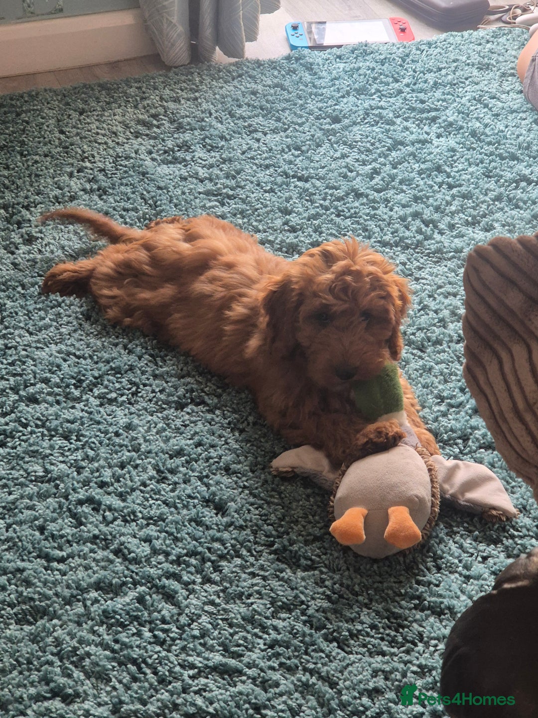 Cockapoo dogs for sale: Teddy - Image 2